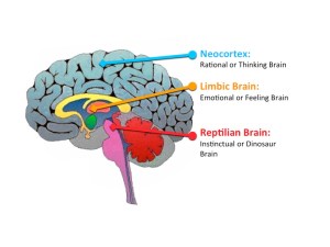 neocortex
